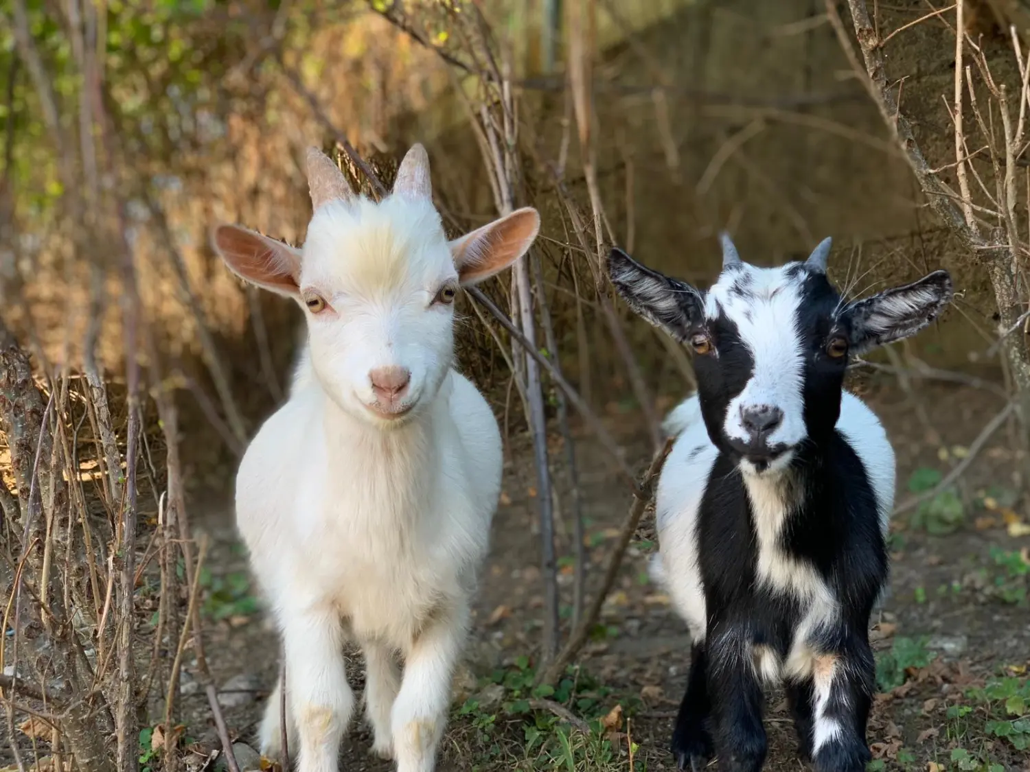 Wohlfühlen für Tiere